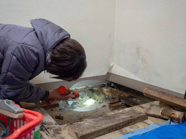 Best Industrial Mold Remediation  in New Lexington, OH