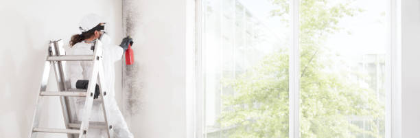 Best Real Estate Mold Inspection  in New Lexington, OH